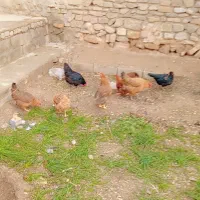 تاخچه مرغ|حیوانات مزرعه|نیشابور, مازول|دیوار