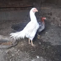 خروس و مرغ لارطوسی