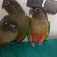 جوانه گرینچیک دستی دستی