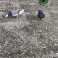 دوتا نر پلاکی یا شهرستانی|پرنده|مشکین‌دشت, |دیوار