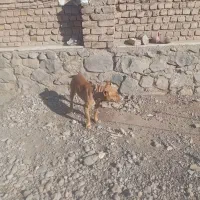 سگ پیتبول ماده زرنگ|سگ|نیشابور, مازول|دیوار