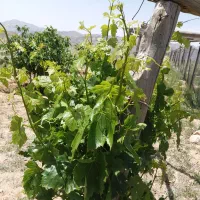 فروش یا معاوضه زمین کشاورزی|فروش دفتر صنعتی، کشاورزی، تجاری|دماوند, دماوند|دیوار