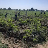 باغ انگور و درختان میوه|فروش دفتر صنعتی، کشاورزی، تجاری|تاکستان, |دیوار