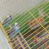 فروش یه جفت مرغ عشق بالغ آبی