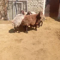 میش زاییده