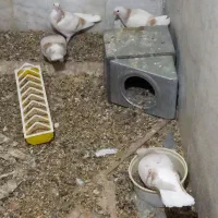 کبوتر ساده لایی