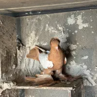 کبوتر ساری کوینح