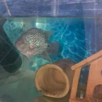 ماهی فلاور قیمت توافقی|ماهی|همدان, |دیوار