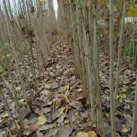 نهال فروشی منفردی