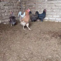 مرغ محلی|حیوانات مزرعه|کرمانشاه, |دیوار