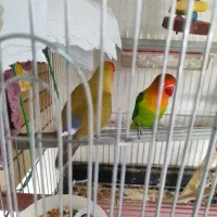 یک جفت کتوله آشتی