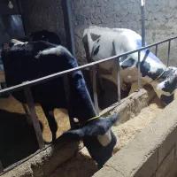 فروش دوعددگاو شیری هلشتاین و یک  گوساله نرسیمینتال|حیوانات مزرعه|ویسیان, |دیوار