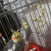 پرنده عروس|پرنده|ماهدشت, |دیوار