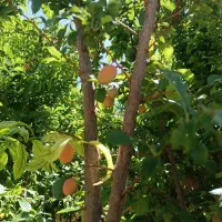 فروش باغچه هزار متری سپیدان