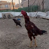مرغ و خروس لاری