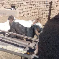 بزغاله نر فروشی|حیوانات مزرعه|تربت‌حیدریه, پائین ولایت|دیوار