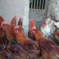 خروس و بوقلمون|حیوانات مزرعه|راین, |دیوار