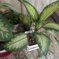 دیفن بزرگ|گل و گیاه طبیعی|گلبهار, بیزکی|دیوار