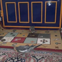 طوطی عروس|پرنده|لاهیجان, گلستان|دیوار