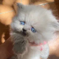 گربه|گربه|بجنورد, |دیوار