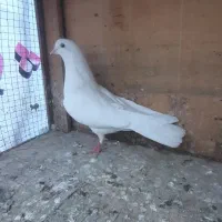 کبوتر