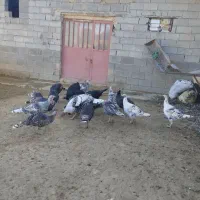 بوقلمون|حیوانات مزرعه|بجنورد, |دیوار