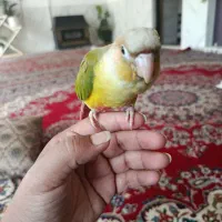 گرینچیک|پرنده|گلبهار, شهر جدید گلبهار|دیوار