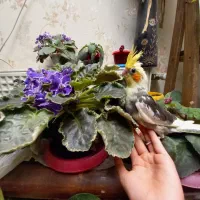 جوجه عروس هلندی تاج پرنسس سینه پر در محیط طبیعی|پرنده|فردیس, شهرک شهید حسینی|دیوار