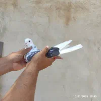 کبوتر کفتر ماده پشت سنگی عتیقه|پرنده|هشتگرد, فاز ۱ مهستان|دیوار