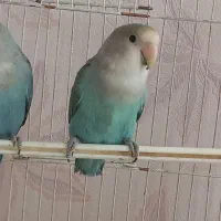 کوتوله خوش رنگ|پرنده|مشهد, نیروی هوایی|دیوار