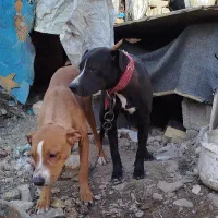 سگ پیتبول نر و ماده