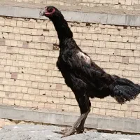 مرغ لاری معاوضه سهره . قناری