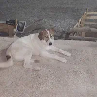 توله سگ سرابی نر نگهبان و گله|سگ|ساوه, |دیوار