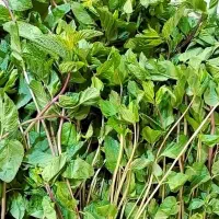 استخدام نیروی خانم در مغازه سبزی خردکنی