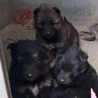 سگ ژرمن بلک مو بلند