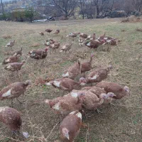 بوقلمون بوربون محلی