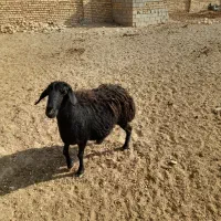 میش قره قزل