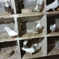طوقی