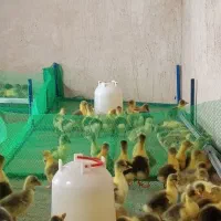 جوجه قاز محلی واکسن شده درجه یک ۱۰روزه.