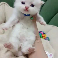 پانسیون گربه