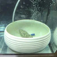 ماهی فلاور جفت خورده تخم ریز|ماهی|تهران, خانی آباد نو جنوبی|دیوار