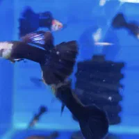 گوپی نژاد های درجه ۱|ماهی|مشهد, آزادشهر|دیوار