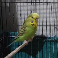 مرغ عشق انگلیسی آماده جفتگیری