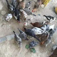 فروش مرغ محلی کوچک تا بزرک تخم گذار و برای کشتن