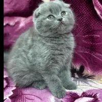 گربه های زیبا و اصیل (پرشین / بریتیش / اسکاتیش )|گربه|اصفهان, جلفا|دیوار