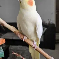 عروس هلندی جفت