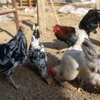 تخم مرغ نطفه دار نژاد گلین چهل تاج|حیوانات مزرعه|هشتگرد, هیو|دیوار