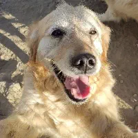 سگ ماده گلدن