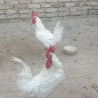 خروس سفید|حیوانات مزرعه|مشهد, شهید شهریاری|دیوار