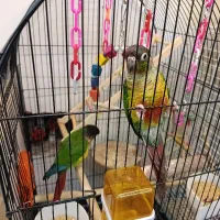 کوچکترین طوطی جهان پرتلت